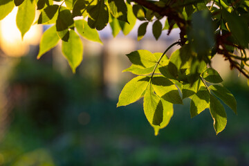 fresh green leaves in summer and bokeh background