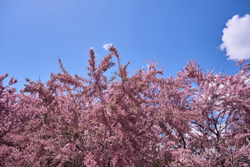 Tamarisk pink flowers