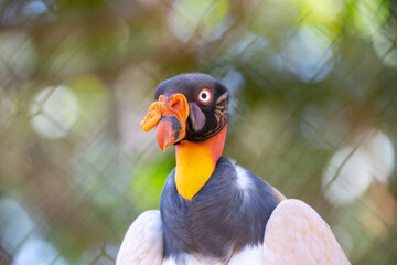 Colorful king vulture in isolated closeup with blurred background.