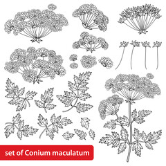 Set of outline toxic Conium maculatum or poison Hemlock bunch, leaf and seeds in black isolated on white background.