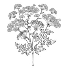 Branch of outline toxic Conium maculatum or poison Hemlock bunch, leaf and seeds in black isolated on white background.