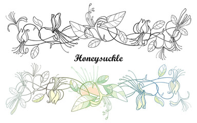 Bunch of outline Japanese Honeysuckle with flower, bud and leaf in black isolated on white background.