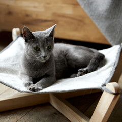 a gray Russian blue cat lies in a special hammock bed for cats