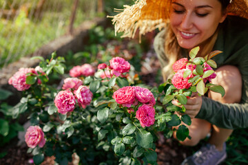 Leonardo da Vinci pink rose blooming in summer garden. Gardener enjoys blossom. Meilland selection...