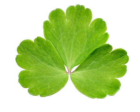 single leaf of European or common columbine, granny's nightcap or bonnet (Aquilegia vulgaris)