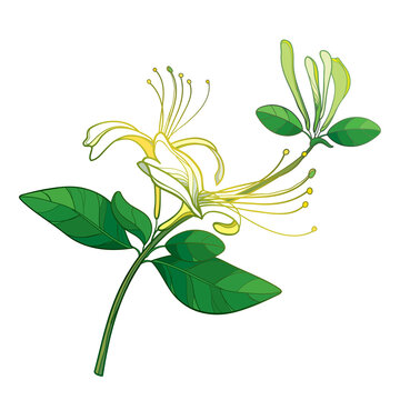 Bunch of outline Japanese Honeysuckle with flower, bud and leaf in pastel yellow and green isolated on white background. 
