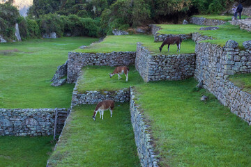 Llamas eating grass in Machu Picchu