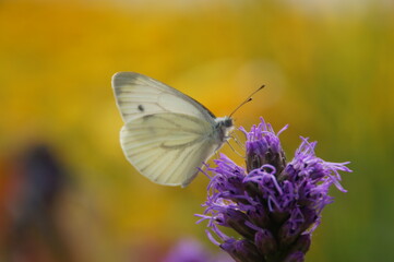 butterfly on flower