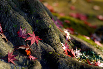 木の根に落ちる紅葉