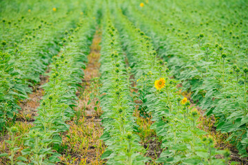 Field of young growing sunflowers