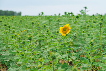 Sunflower on the field