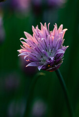 Obraz premium chives blooming at sunset purple nature background