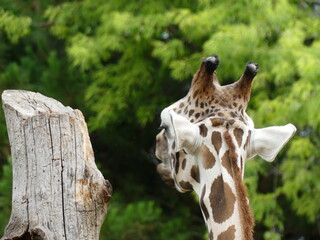 giraffa
