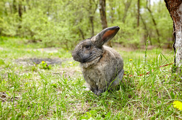 Naklejka na ściany i meble Big rabbit in forest. Lovely and lively bunny in nature