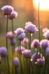 chives blooming at sunset purple nature background