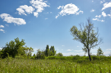 Fototapeta na wymiar Bright summer forest against the sky and meadows. Beautiful landscape of green trees and blue sky background