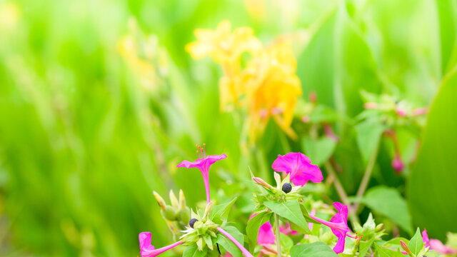 オシロイバナ Images Browse 310 Stock Photos Vectors And Video Adobe Stock