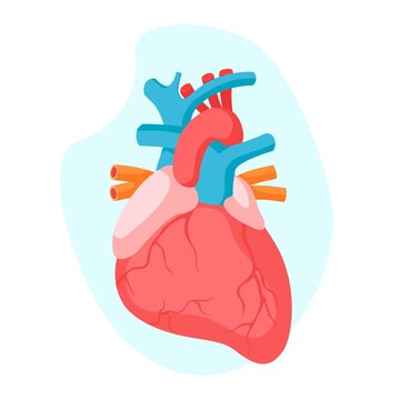 Anatomical human heart and cardiovascular system isolated on blue background. Health care concept.  Flat vector illustration. Design for medicine, treatment, health care concept
