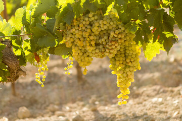 Bunch of golden grapes in vineyard to make wine. Mediterranean wine industry