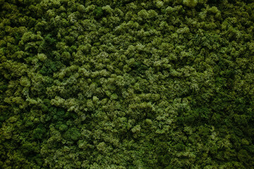 Wall of natural moss background texture, decor for rooms and offices