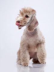 bedlington puppy stuck out his tongue. Cute dog on a light grey background
