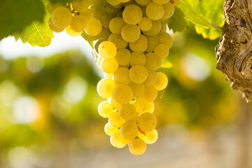 Bunch of golden grapes in vineyard to make wine. Mediterranean wine industry