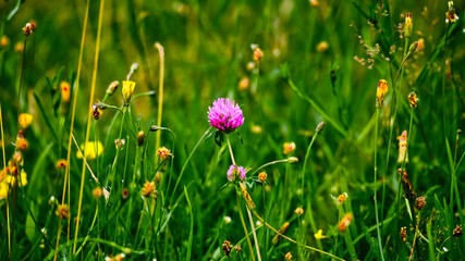 fleur, nature, plante, prairie, gazon, herbe, fleur sauvage