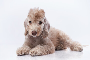sweet bedlington puppy lies. Cute dog on a light grey background