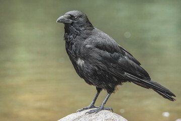 Krähe auf einem Stein