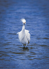 great white heron