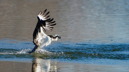 heron