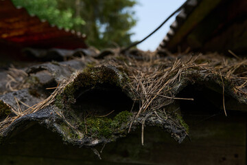 moss and pine needles on the slate roof
