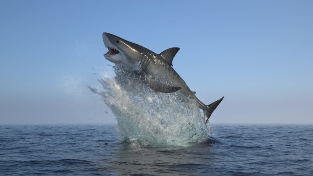 Great white shark jump out of water