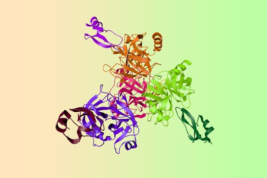 Crystal structure of human mesotrypsin in a complex with bovine pancreatic trypsin inhibitor. Ribbons diagram with differently colored protein chains. Scientific background. 3d illustration