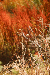 Red leaves in summer country field