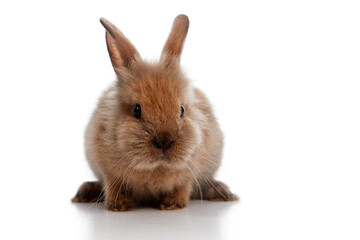 Dwarf rabbit on a white background