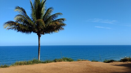 Fototapeta na wymiar palm tree on the beach viewpoint and sea itacarezinho bahia brazil