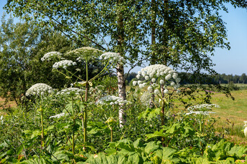Fototapeta premium Sosnovsky hogweed in a green field. Touching plants can irritate and burn the skin