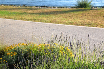 Fototapeta premium Lavender flowers grpwing on the promenade. Selective focus.