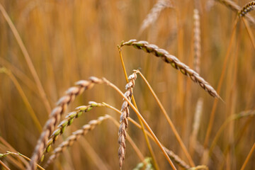 Golden brown ripe wheat stalk close up shot in the agricultural field. Shallow depth of field bokeh shot, no people