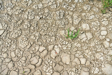 plant growing through cracked dried ground