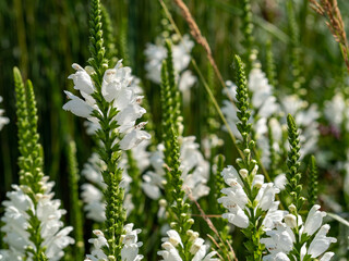 Physostegia white flower feet, Physostegia virginiana