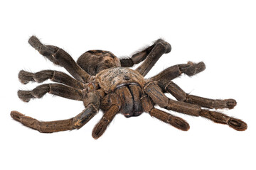 Schwarze Thai Vogelspinne