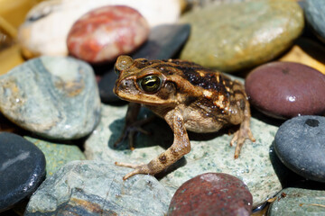 frog on the stone