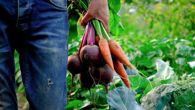 Harvest of carrots and beets in the garden in the hands. Selective focus.