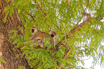 Tanzania, Serengeti park – Monkey.