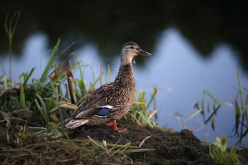 duck on the lake shore