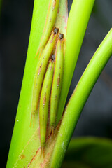 Tropical caterpillars hiding along the center of a banana plant leaf