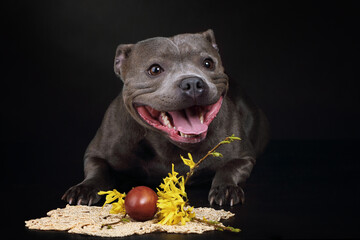 staffordshire terrier with a forsythia branch and an easter egg