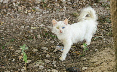 A homeless thin white cat with different eyes: green and blue walks down the street with a raised tail